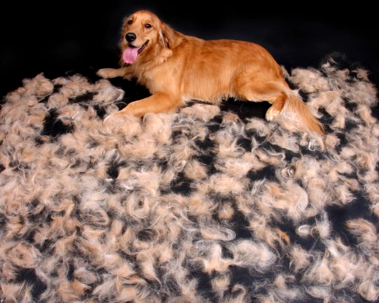 Profi Fellstriegel Ein MUST HAVE für jeden Hundebesitzer Society