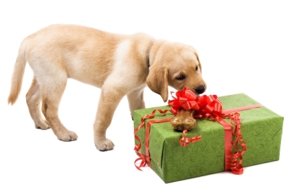 Geschenkideen f&uuml;r Hundebesitzer