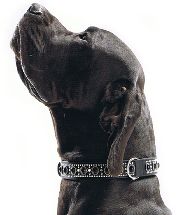 exklusive Hundehalsb&auml;nder