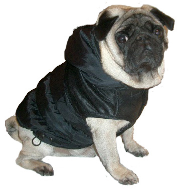 Hundebekleidung