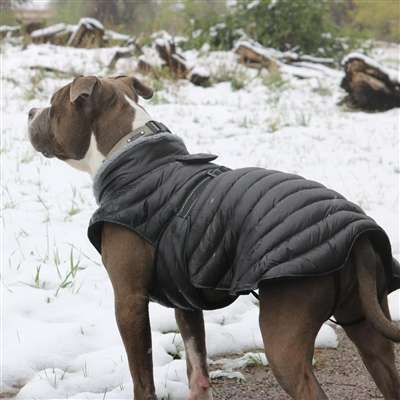 Hundemantel fr kleine und groe Hunde - Winter Hundemantel -  Hundebekleidung online kaufen