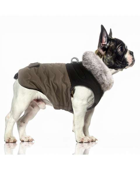 Hundemantel AUGUSTE für Mops & Bully