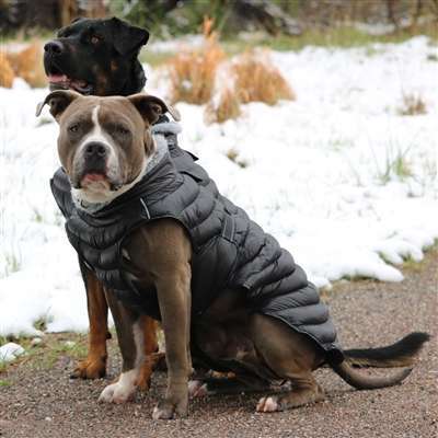 Hundemantel fr kleine und groe Hunde - Winter Hundemantel -  Hundebekleidung online kaufen