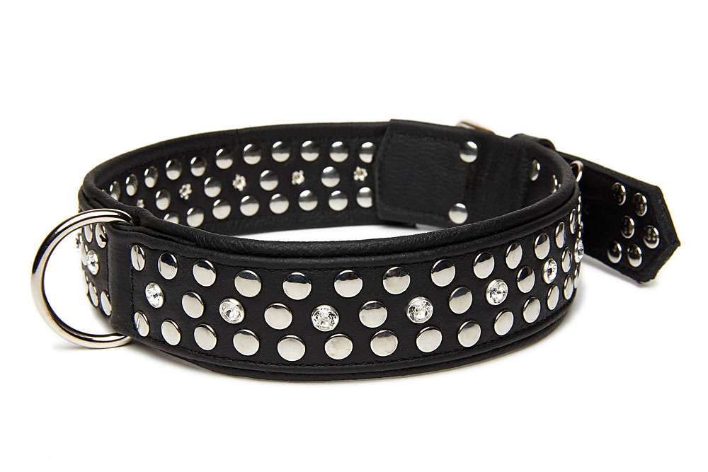 Cooles Lederhalsband für den Hund Hier im Online Shop