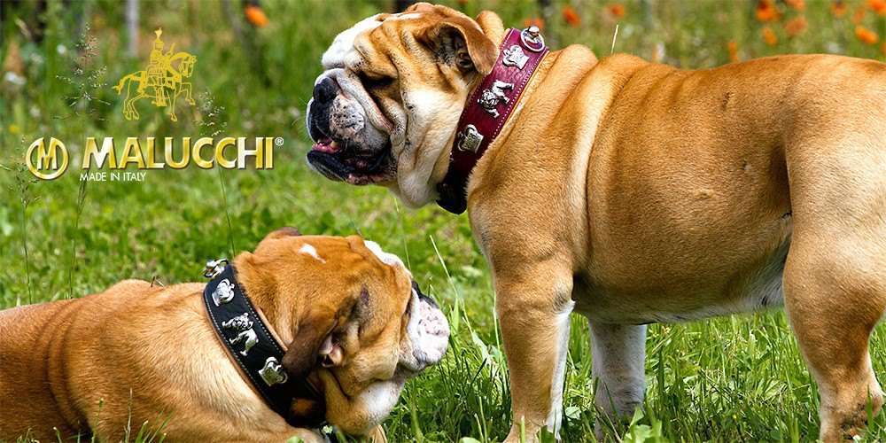 Hundehalsband English Bulldog - Brown