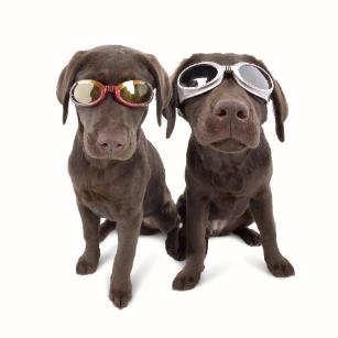Hunde-Sonnenbrillen