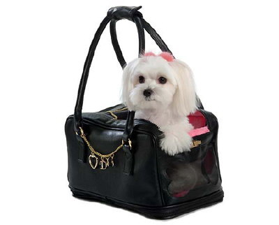 Handtasche hund - Die hochwertigsten Handtasche hund unter die Lupe genommen